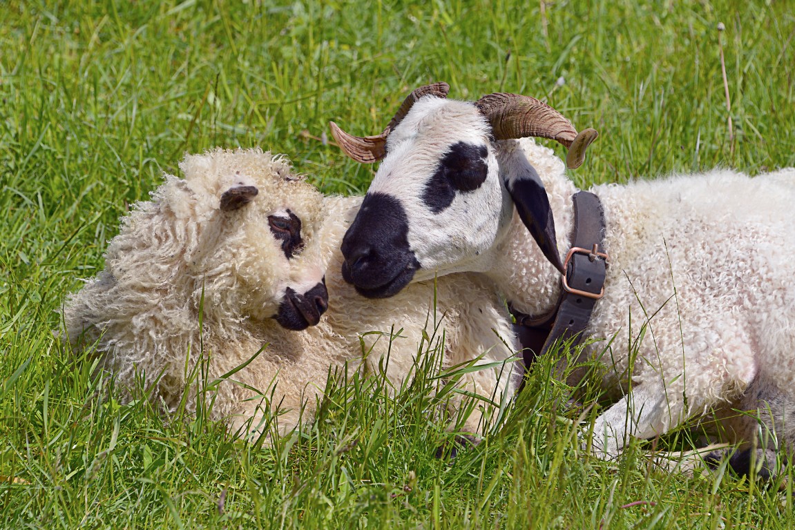 Closeup two sheep of Thones et Marthod lying in grass