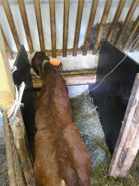 vache-veterinaire-stjeandesixt